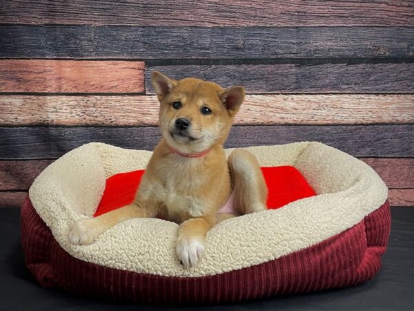 Shiba Inu DOG Female Red 24455 Petland Las Vegas, Nevada