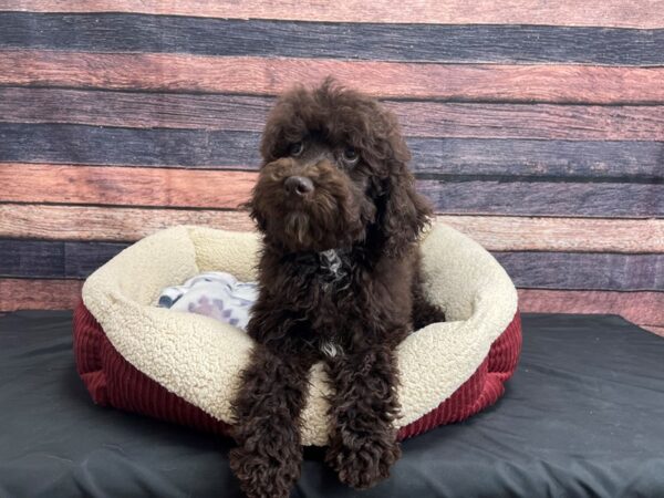 Standard Poodle DOG Male Brown 24258 Petland Las Vegas, Nevada