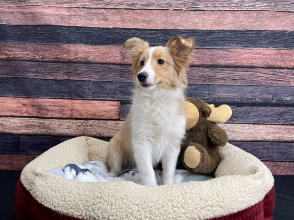 Shetland Sheepdog DOG Female Sable Merle and White 24255 Petland Las Vegas, Nevada