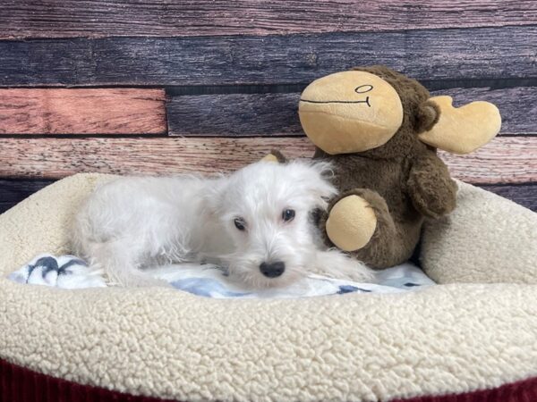 Miniature Schnauzer/Poodle DOG Male White 24247 Petland Las Vegas, Nevada