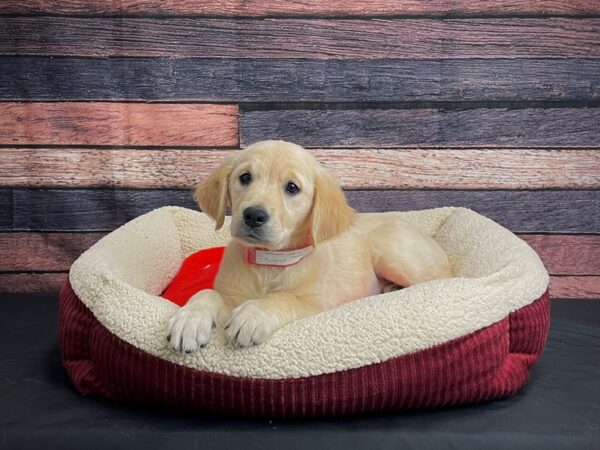 Golden Retriever DOG Female Light Golden 24484 Petland Las Vegas, Nevada