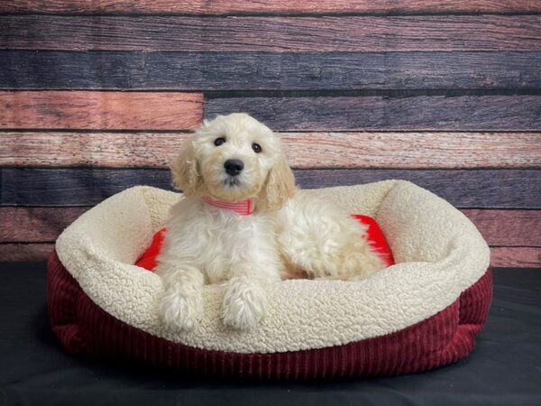 F1B Goldendoodle DOG Female Light Golden 24482 Petland Las Vegas, Nevada