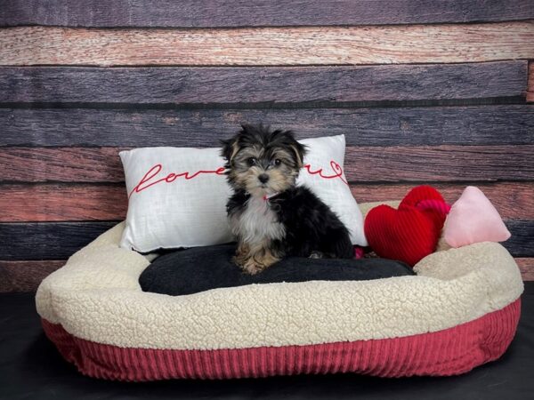 Maltese/Yorkshire Terrier DOG Female Black / Tan 24513 Petland Las Vegas, Nevada