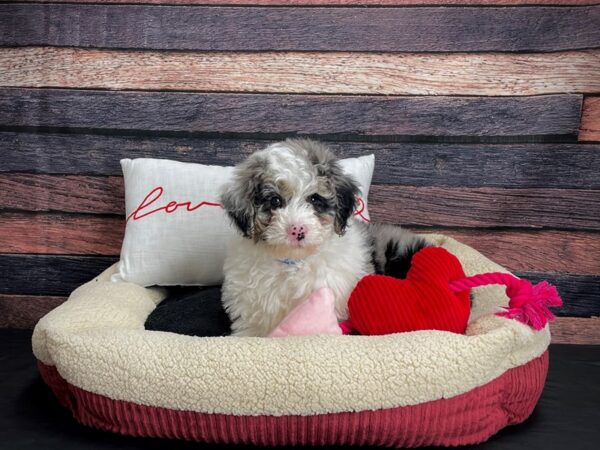 Sheepadoodle 2nd gen DOG Male Blue Merle White / Tan 24512 Petland Las Vegas, Nevada