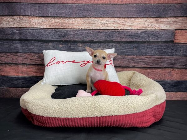 Chihuahua-DOG-Female-Fawn-24508-Petland Las Vegas, Nevada