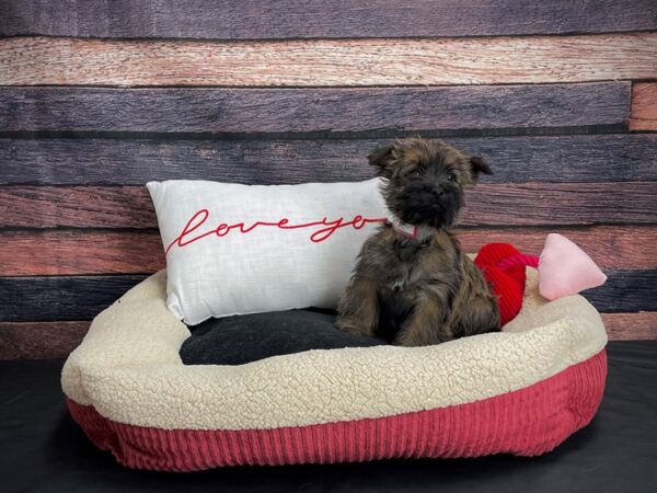 Cairn Terrier-DOG-Female-Wheaten-24507-Petland Las Vegas, Nevada