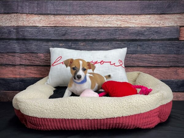 Jack Russell Terrier-DOG-Male-White / Red-24506-Petland Las Vegas, Nevada