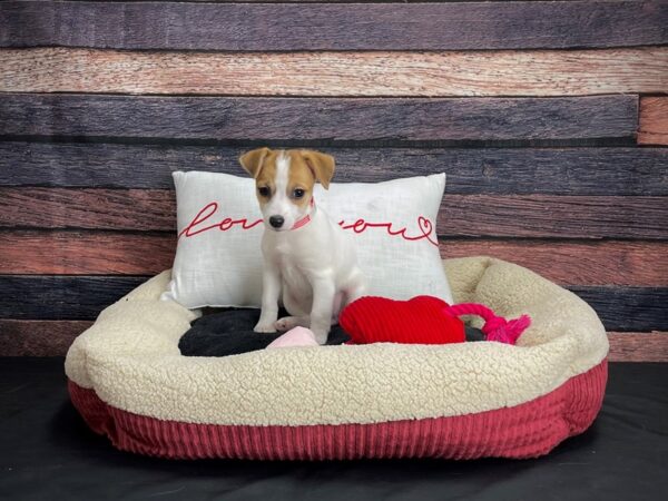 Jack Russell Terrier DOG Female White / Red 24505 Petland Las Vegas, Nevada