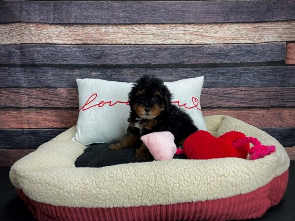 Poodle-DOG-Male-Black / Tan-24503-Petland Las Vegas, Nevada