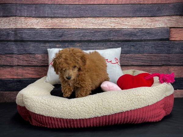 Poodle-DOG-Female-Red-24502-Petland Las Vegas, Nevada