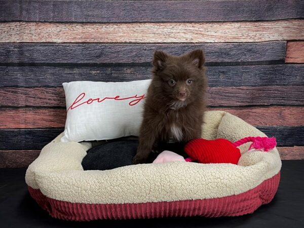 Pomeranian DOG Male Chocolate 24501 Petland Las Vegas, Nevada