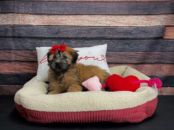 Soft Coated Wheaten Terrier-DOG-Female-Wheaten-24498-Petland Las Vegas, Nevada