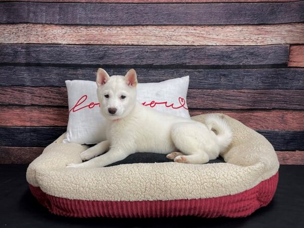 Shiba Inu DOG Female Cream 24497 Petland Las Vegas, Nevada