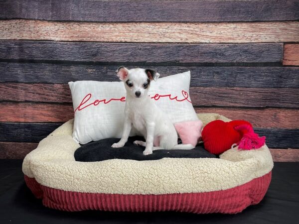 Chihuahua-DOG-Female-Black and White-24495-Petland Las Vegas, Nevada