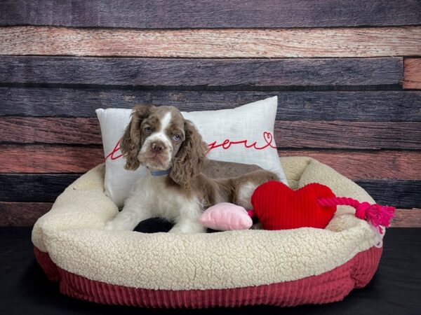 Cocker Spaniel DOG Male Red Roan 24493 Petland Las Vegas, Nevada