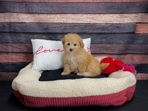 Maltese/Poodle-DOG-Female-Apricot-24490-Petland Las Vegas, Nevada