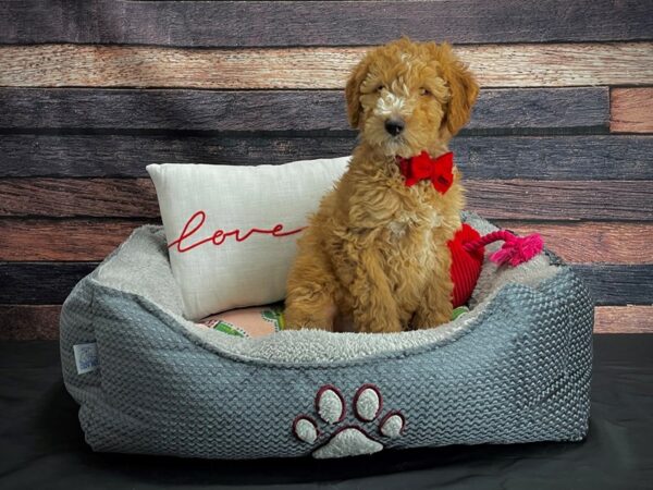 F1B Mini Goldendoodle DOG Male Red 24521 Petland Las Vegas, Nevada