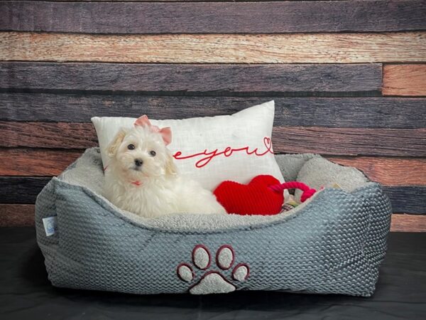 Coton De Tulear-DOG-Female-White-24523-Petland Las Vegas, Nevada