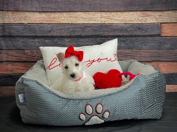 West Highland White Terrier DOG Female White 24526 Petland Las Vegas, Nevada