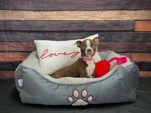 Boston Terrier DOG Female Seal and White 24530 Petland Las Vegas, Nevada