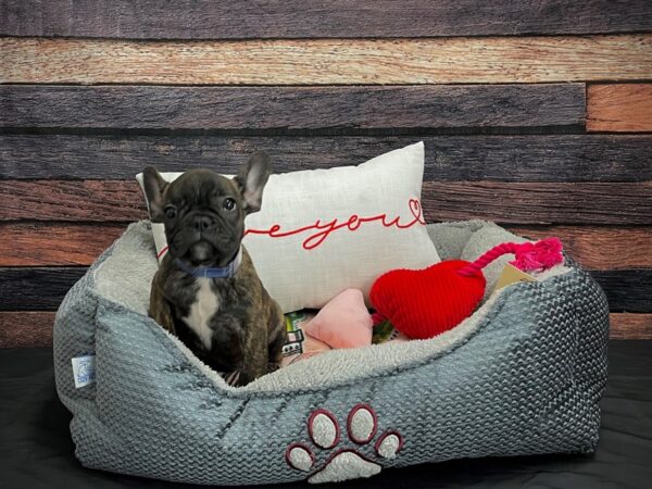 French Bulldog DOG Male Brindle 24535 Petland Las Vegas, Nevada