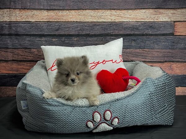 Pomeranian DOG Male Blue Merle 24539 Petland Las Vegas, Nevada