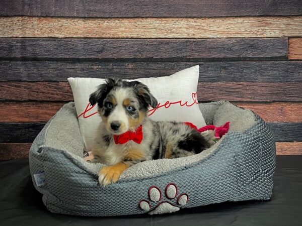 Miniature Australian Shepherd DOG Male Blue Merle 24540 Petland Las Vegas, Nevada