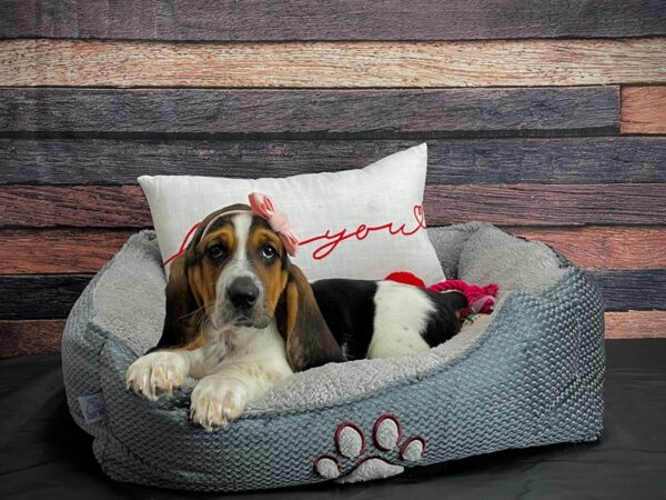 Basset Hound-DOG-Female-Black Tan / White-24541-Petland Las Vegas, Nevada