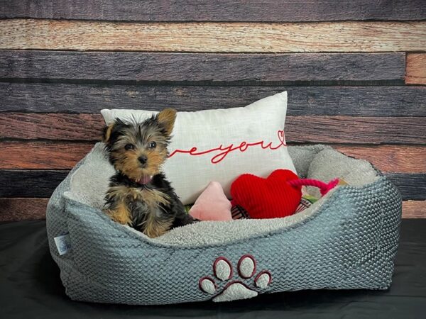 Yorkshire Terrier DOG Female Black / Tan 24545 Petland Las Vegas, Nevada