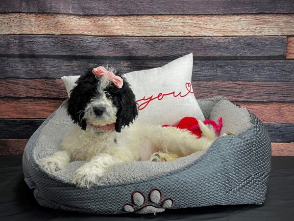 F1B Newfypoo-DOG-Female-White Black / Tan-24546-Petland Las Vegas, Nevada