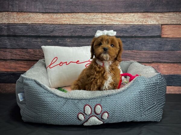 Cavalier King Charles Spaniel/Poodle DOG Female Ruby 24549 Petland Las Vegas, Nevada