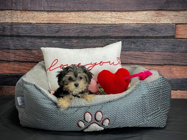 Poodle/Yorkshire Terrier-DOG-Female-Black / Tan-24550-Petland Las Vegas, Nevada