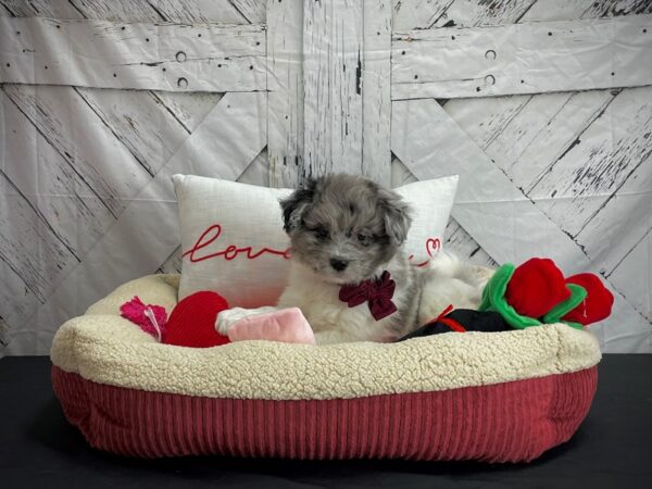 American Eskimo/Poodle DOG Male White / Blue Merle 24577 Petland Las Vegas, Nevada