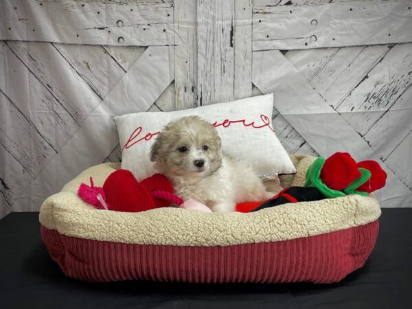 American Eskimo/Poodle DOG Female White / Red Merle 24576 Petland Las Vegas, Nevada