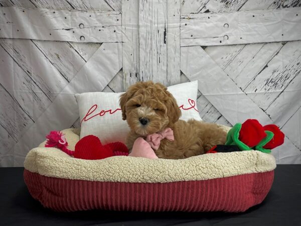 Poodle/Soft Coated Wheaten Terrier DOG Male Apricot 24575 Petland Las Vegas, Nevada