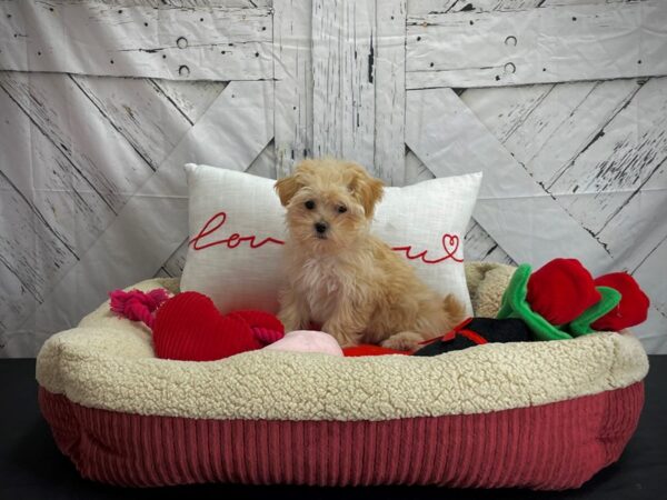 Maltese/Poodle-DOG-Female-Apricot-24574-Petland Las Vegas, Nevada