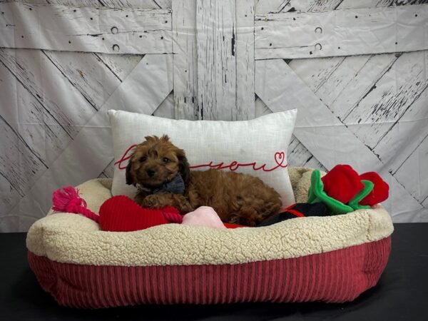 Poodle/Yorkshire Terrier-DOG-Male-Red Sable-24573-Petland Las Vegas, Nevada