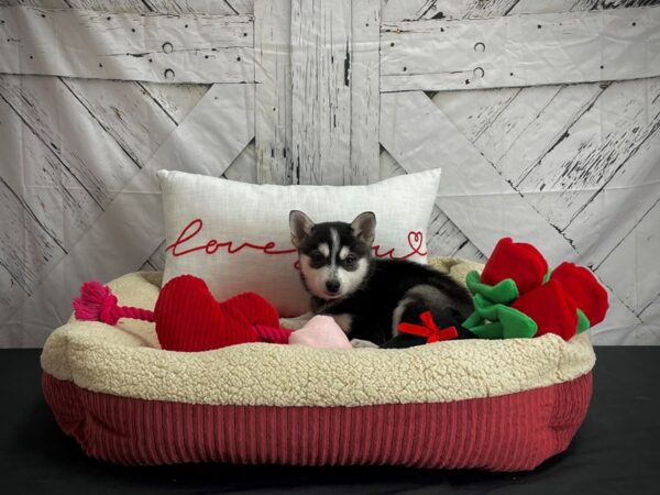 Alaskan Klee Kai DOG Male Black / White 24572 Petland Las Vegas, Nevada