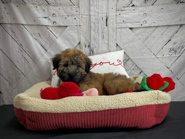 Soft Coated Wheaten Terrier DOG Male Wheaten 24570 Petland Las Vegas, Nevada