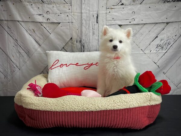 American Eskimo Dog DOG Female White 24568 Petland Las Vegas, Nevada