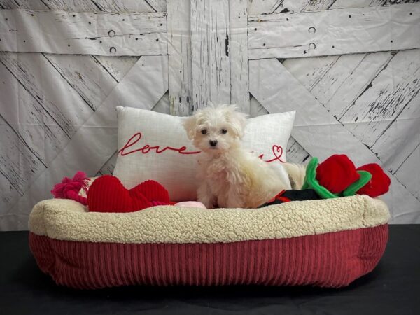 Maltese DOG Female White 24565 Petland Las Vegas, Nevada