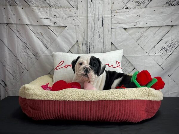 English Bulldog DOG Male Black and White 24563 Petland Las Vegas, Nevada