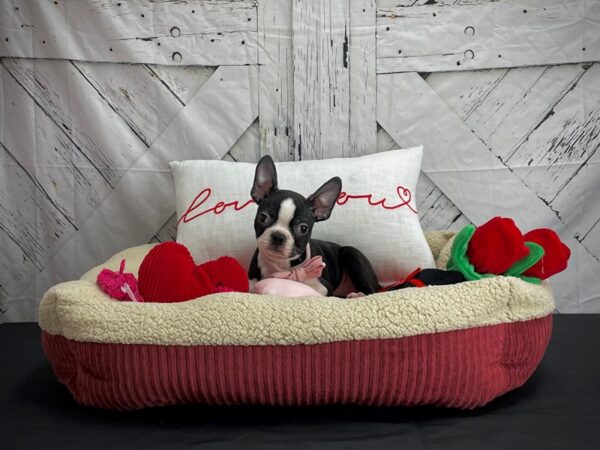 Boston Terrier DOG Male Black and White 24562 Petland Las Vegas, Nevada