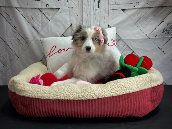 Australian Shepherd DOG Female Blue Merle White and Tan 24561 Petland Las Vegas, Nevada