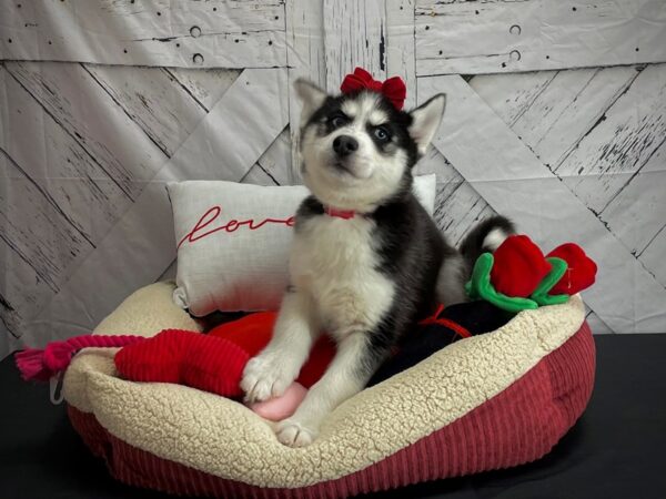 Siberian Husky DOG Female Black and White 24557 Petland Las Vegas, Nevada