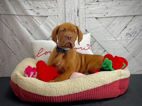 Dogue de Bordeaux DOG Male Red 24556 Petland Las Vegas, Nevada