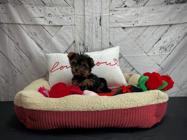 Yorkshire Terrier DOG Female Black and Gold 24555 Petland Las Vegas, Nevada