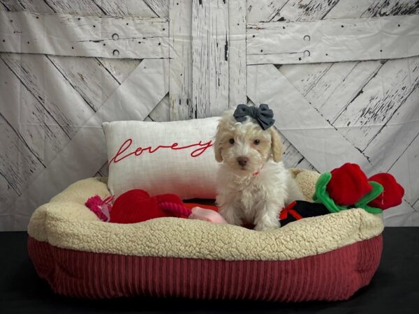 Bichon Frise/Poodle-DOG-Female-White and Cream-24554-Petland Las Vegas, Nevada