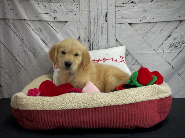 Golden Retriever DOG Male Golden 24579 Petland Las Vegas, Nevada