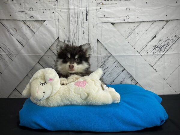 F2 Pomsky-DOG-Male-Red / White-24611-Petland Las Vegas, Nevada